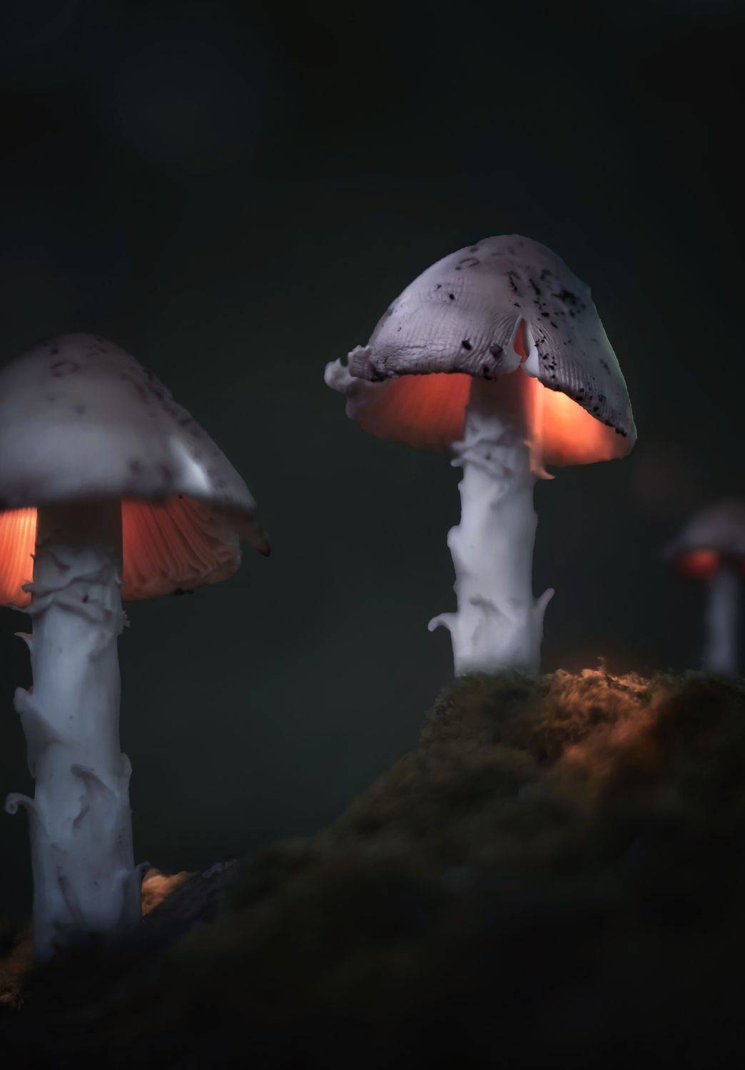 , Julia Khvorostyanaya