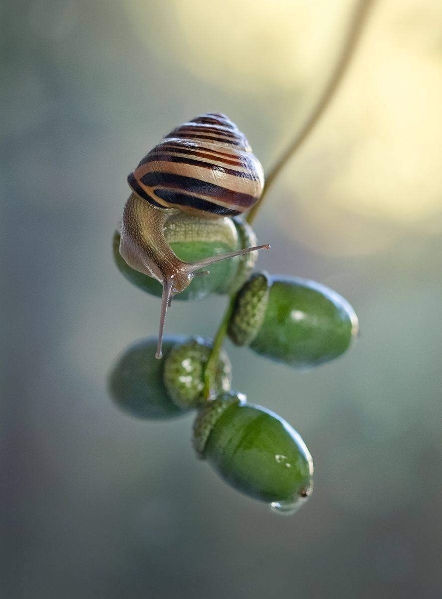 макро,желудь улитка, макрофотография, макромир, волшебное макро, macro, snail, macro photography, macro world, magical macro, Хилько Марина
