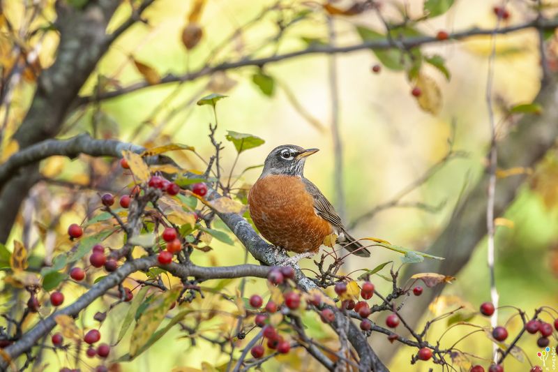American Robin фото превью