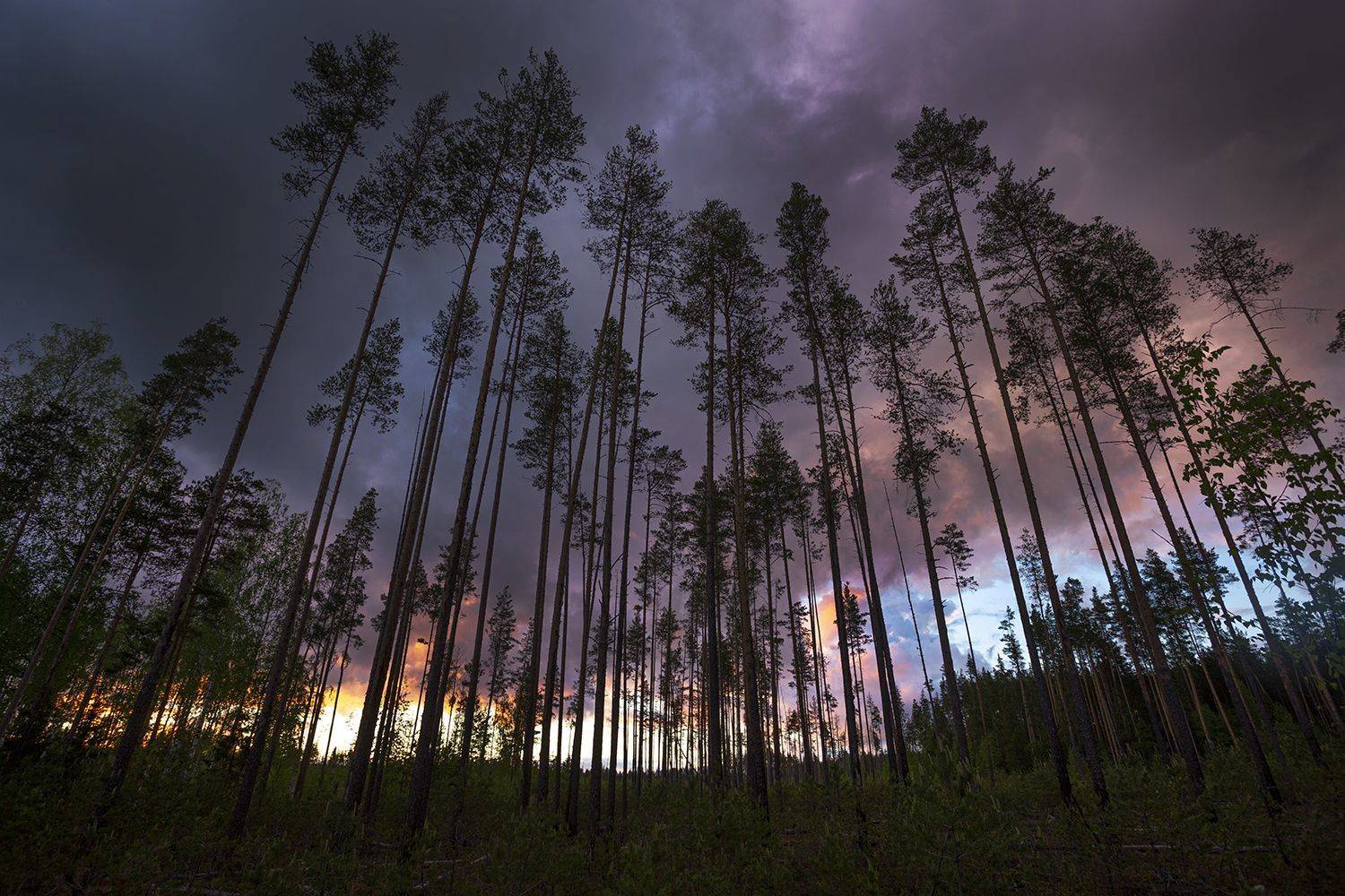 лес, Наталия Колтакова