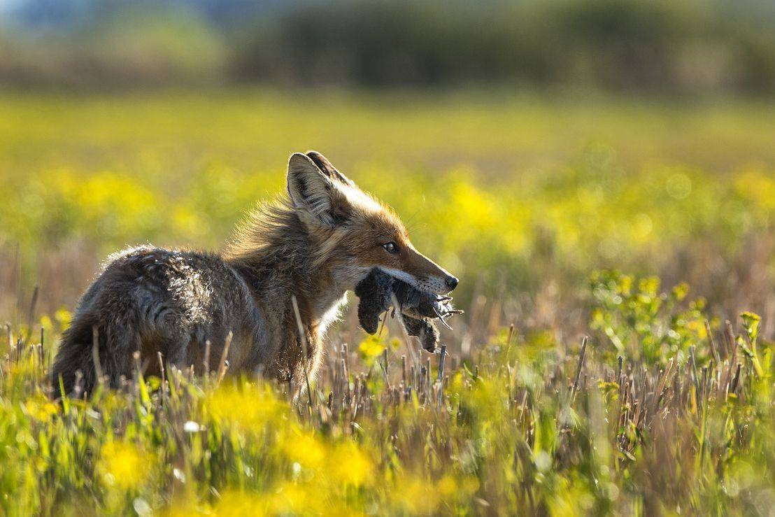 , Кулаков Юрий