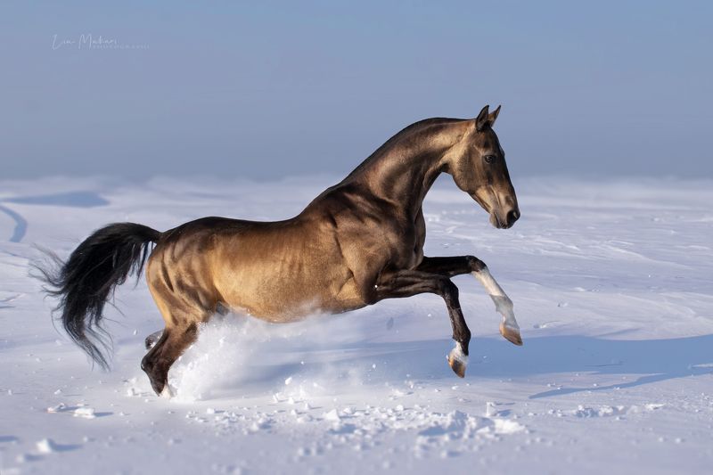 Момышулы  фото превью