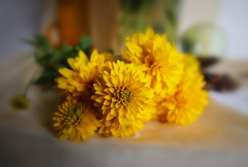 yellow decorative summer flowers