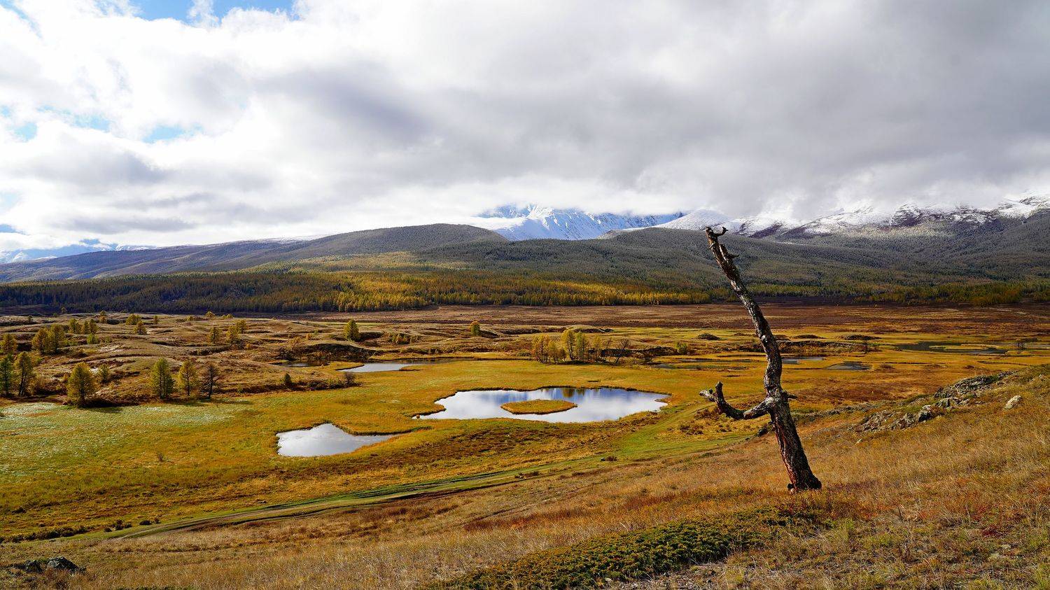 джангысколь, озеро, отражение, горы, облака, осень, сухое дерево, ештыкёль, алтай, россия, Andrey Politov