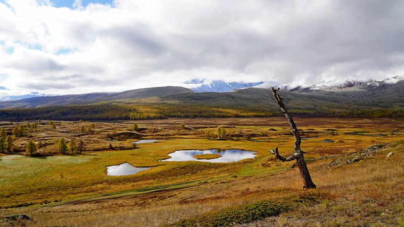 джангысколь, озеро, отражение, горы, облака, осень, сухое дерево, ештыкёль, алтай, россия Джангысколь классика под другим углом фото превью