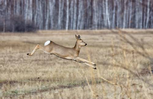 грация лесная