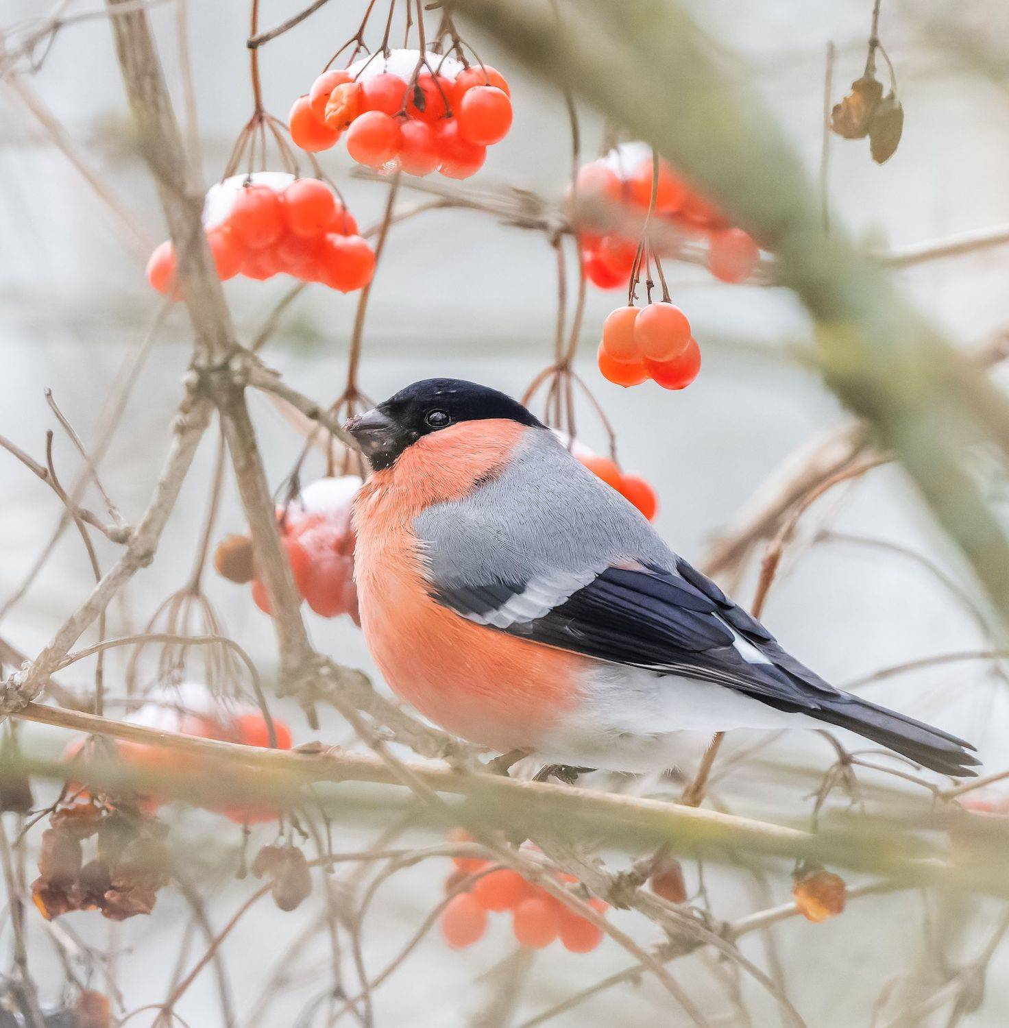 , Дэм Константин