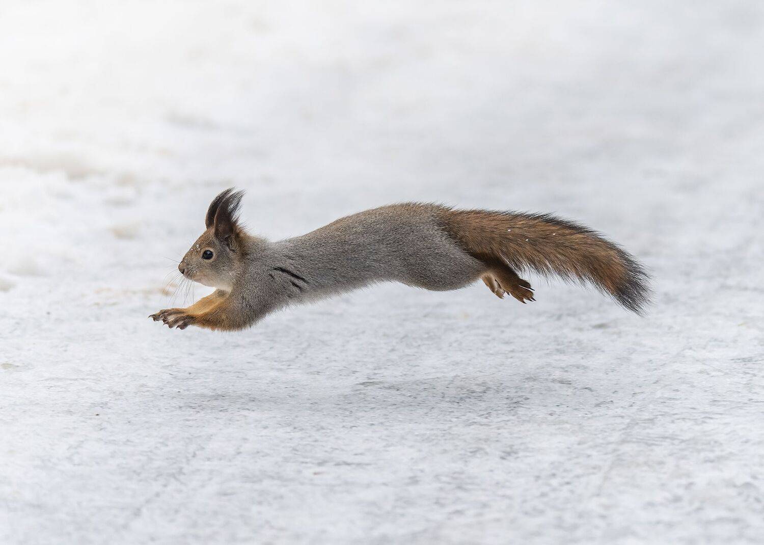 , Дэм Константин