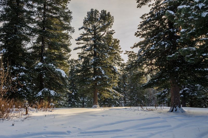 зима, томск, кедр  фото превью