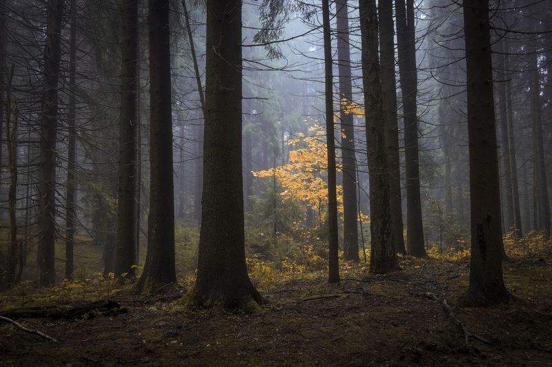 Осенний лес фото превью