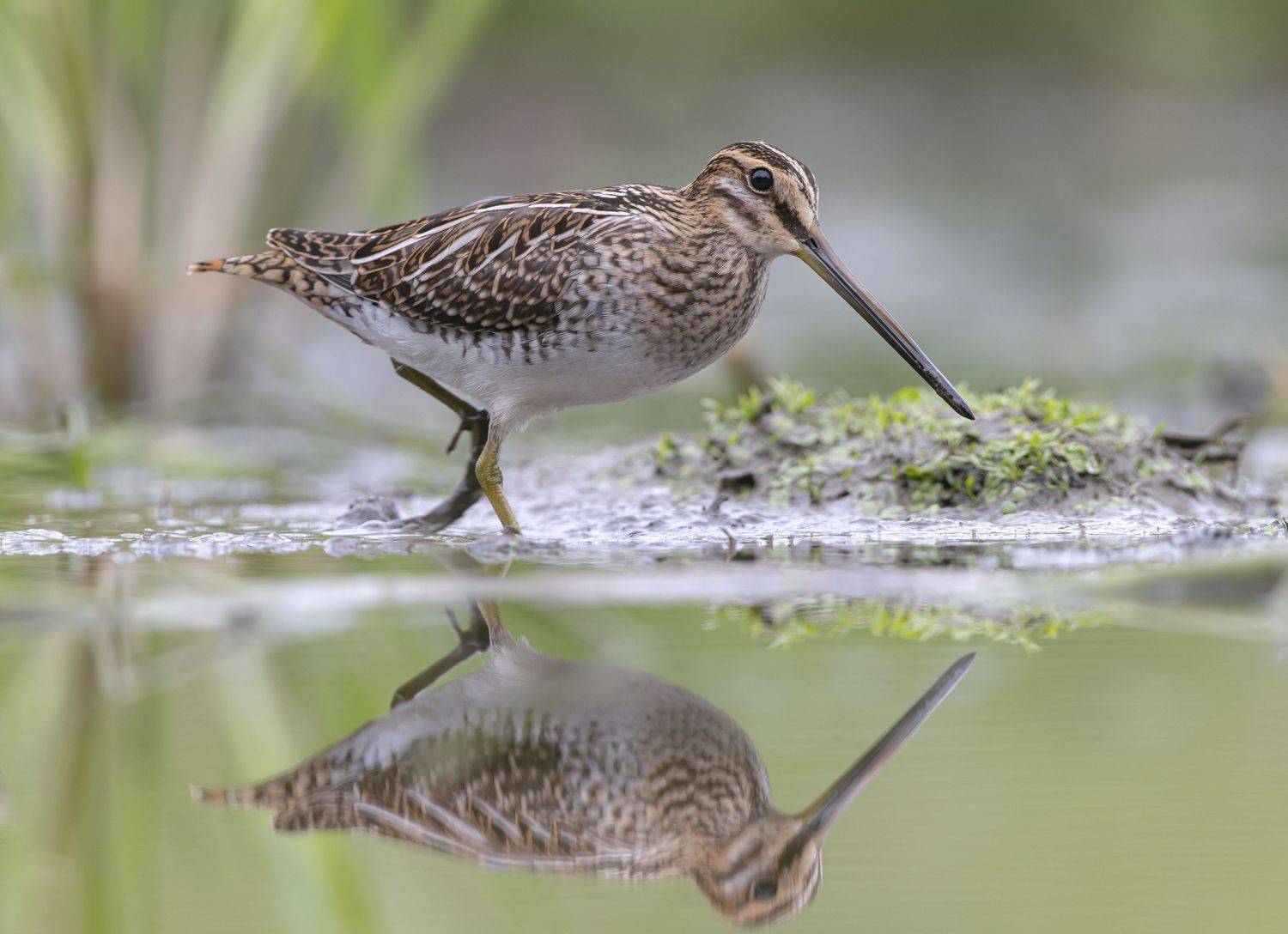 птицы,природа, лето, Андрей Киселёв