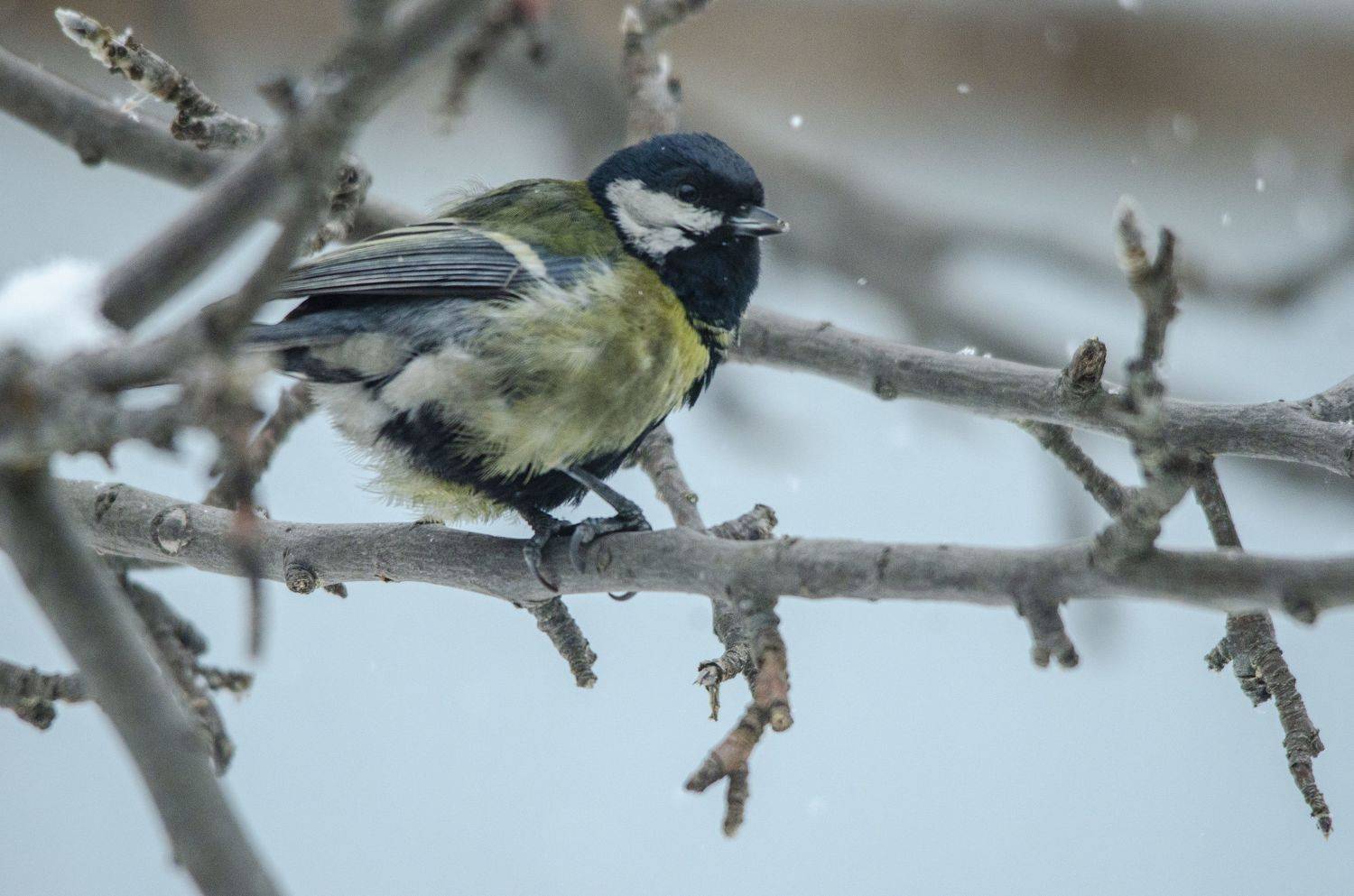 , Ольга Лукахина