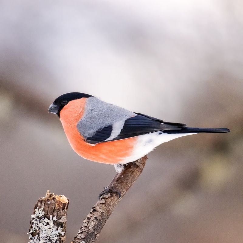 Снегирь. фото превью