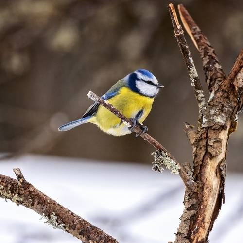 Синица лазоревка.