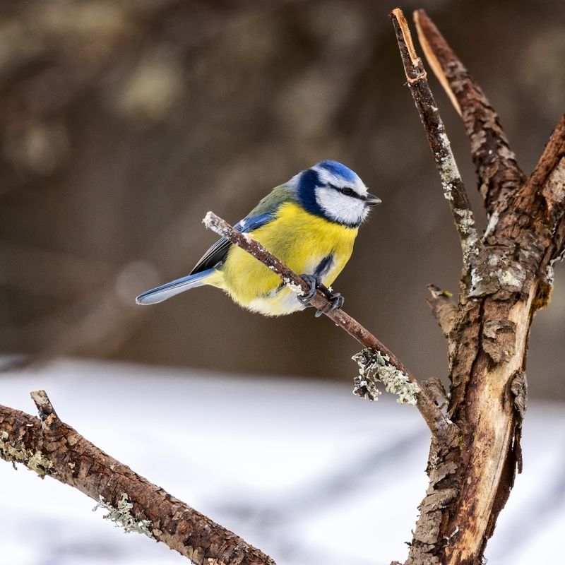 Синица лазоревка. фото превью