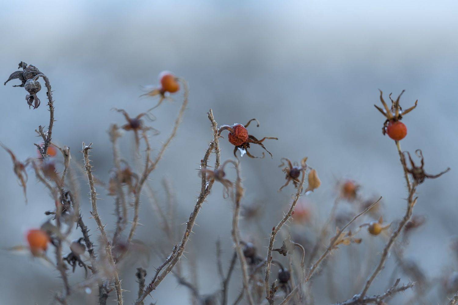 , Olesia Chepurchenko