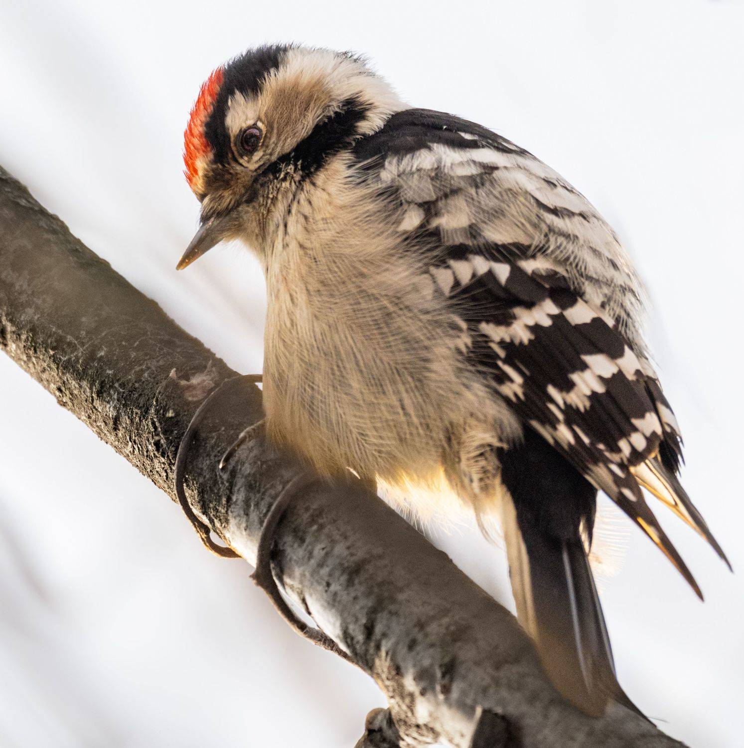 , Курлянцев Алексей