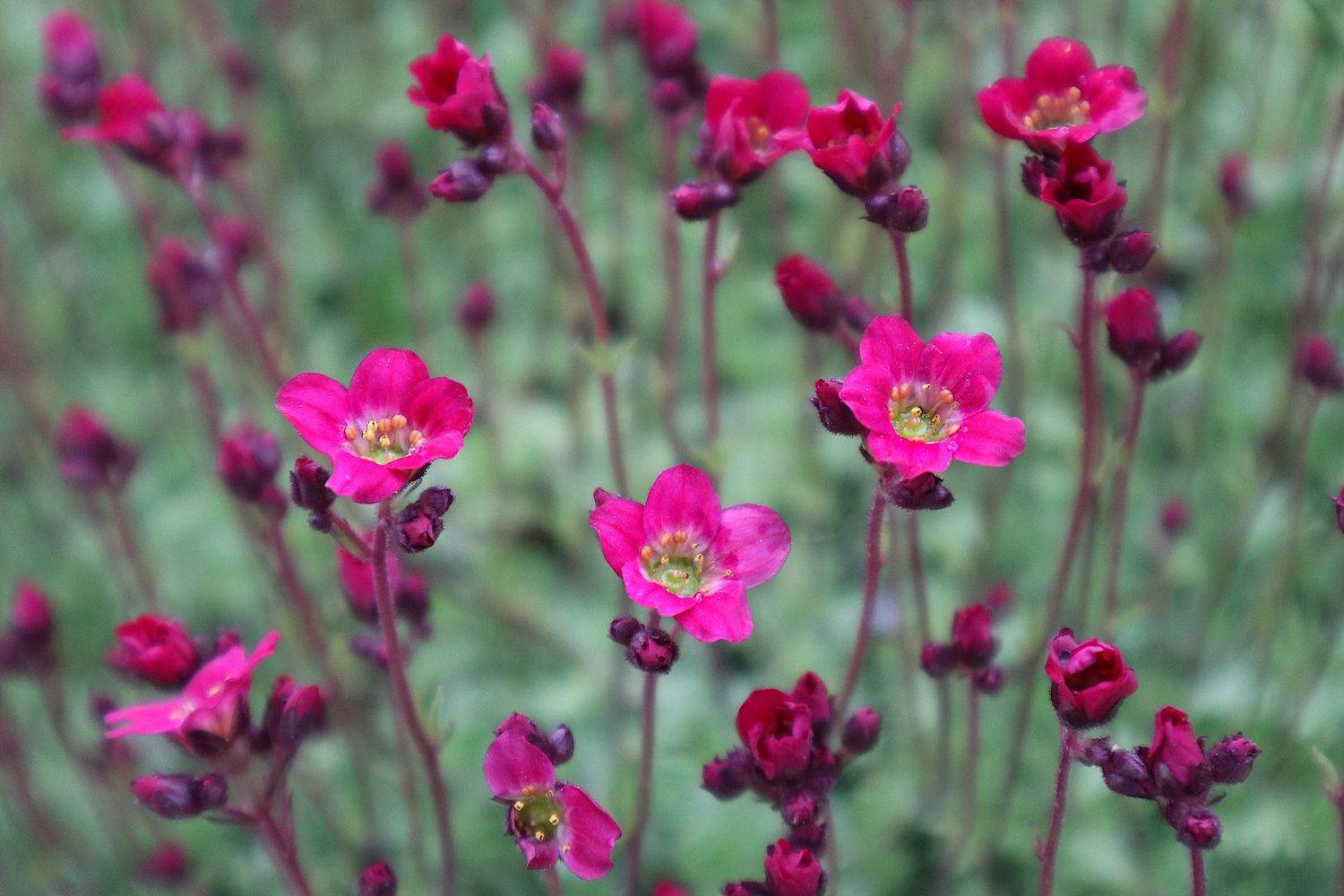 saxifraga камнеломка цветок, Александр Зорин