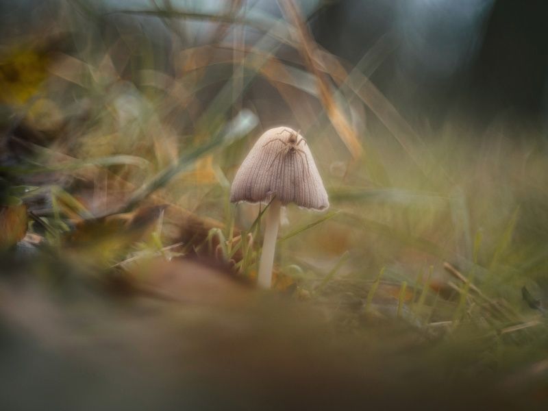 Грибное. фото превью