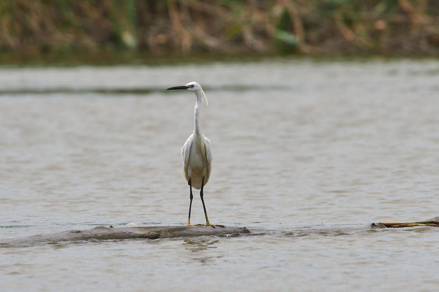 Egretta garzetta, bird, volgograd, russia, wildlife, , Сторчилов Павел