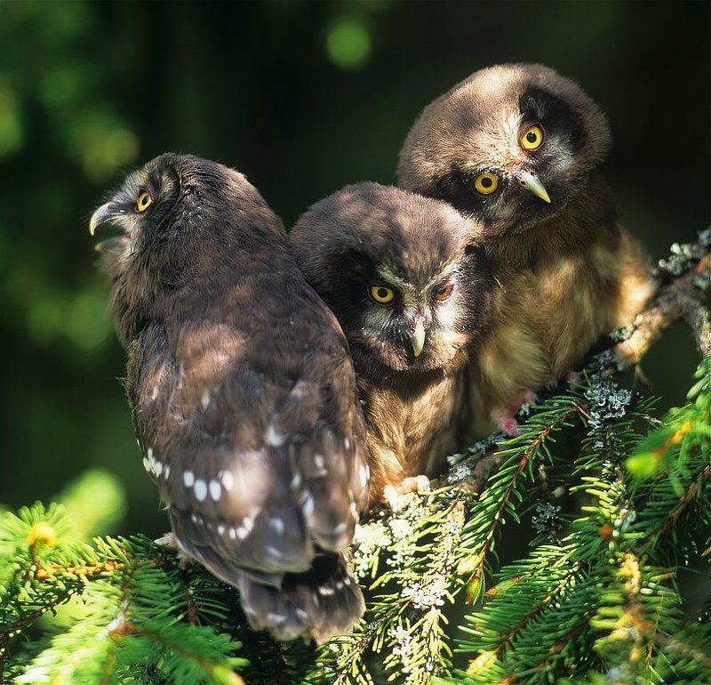 * * * фото превью