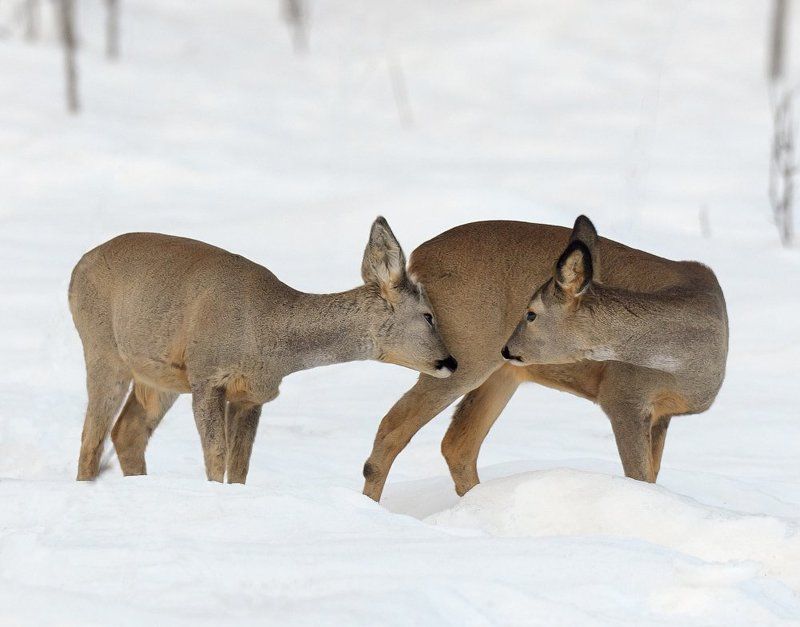 * * * фото превью