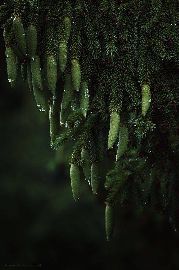 , Бабинцева Мария