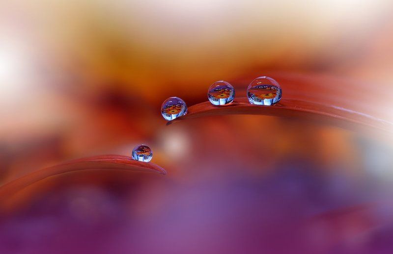 .o*O*O*` фото превью