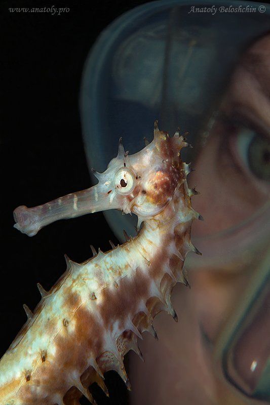 Hippocampus, Белощин, Морской Конек Hippocampus (Подводное фото) фото превью