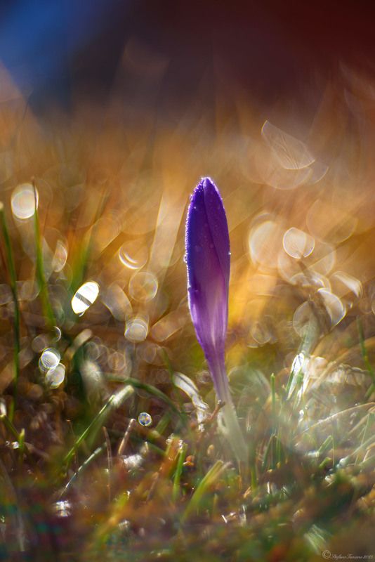 Crocus фото превью