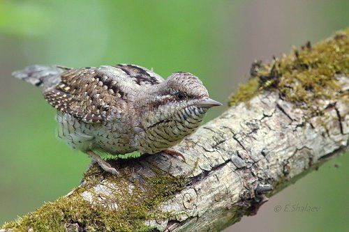 Eurasian Wryneck ,Вертишейка - Jynx torquilla