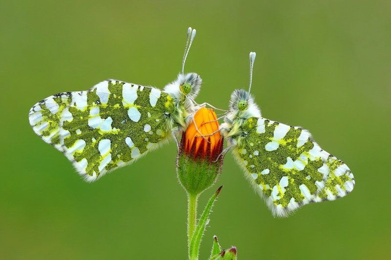 Very friendly фото превью