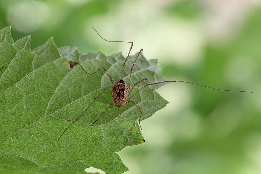, Сергей Таланов