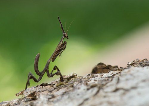 Природная фантазия