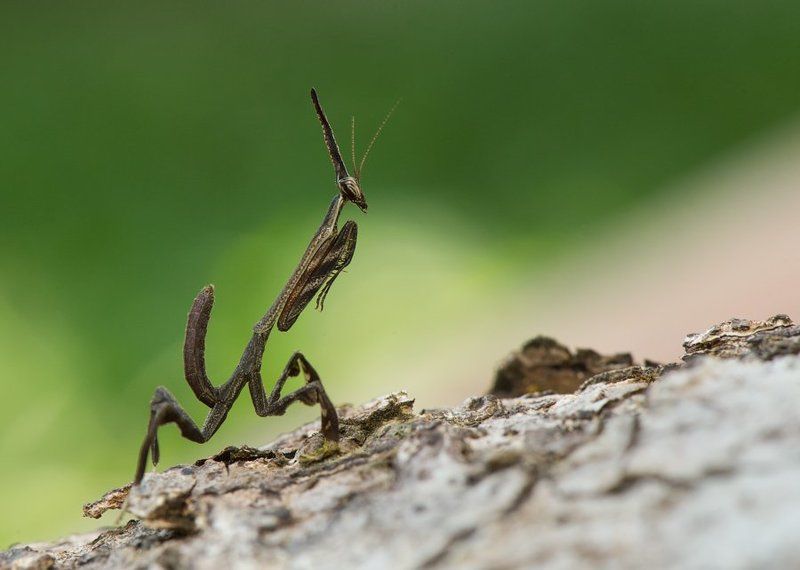 природа, вьетнам, лес, тропики, азия, дикая природа, viet, vietam, asia, tropics, wildlife, nature, макро, богомол, насекомые, insect, macro Природная фантазия фото превью