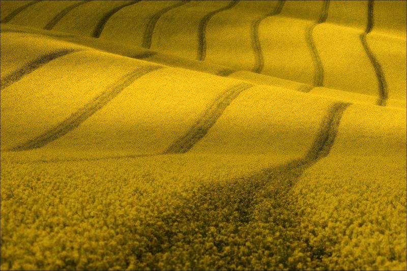Morava, South Moravia, Весна, Волны, Геометрия, Линии, Рапс, Рапсодия, Фототур, Чехия, Южная Моравия / Три этюда с рапсом / фото превью