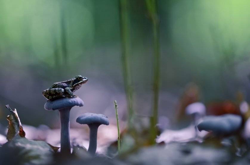 , Вячеслав Мищенко