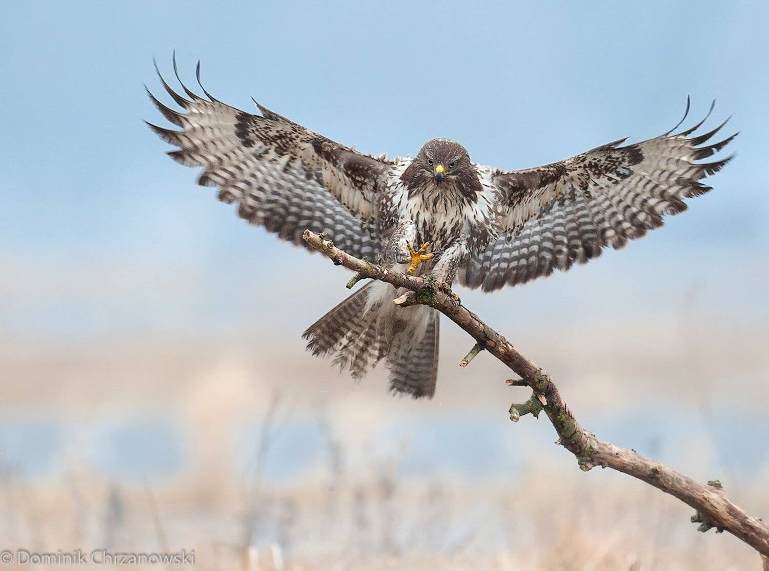 , Dominik Chrzanowski