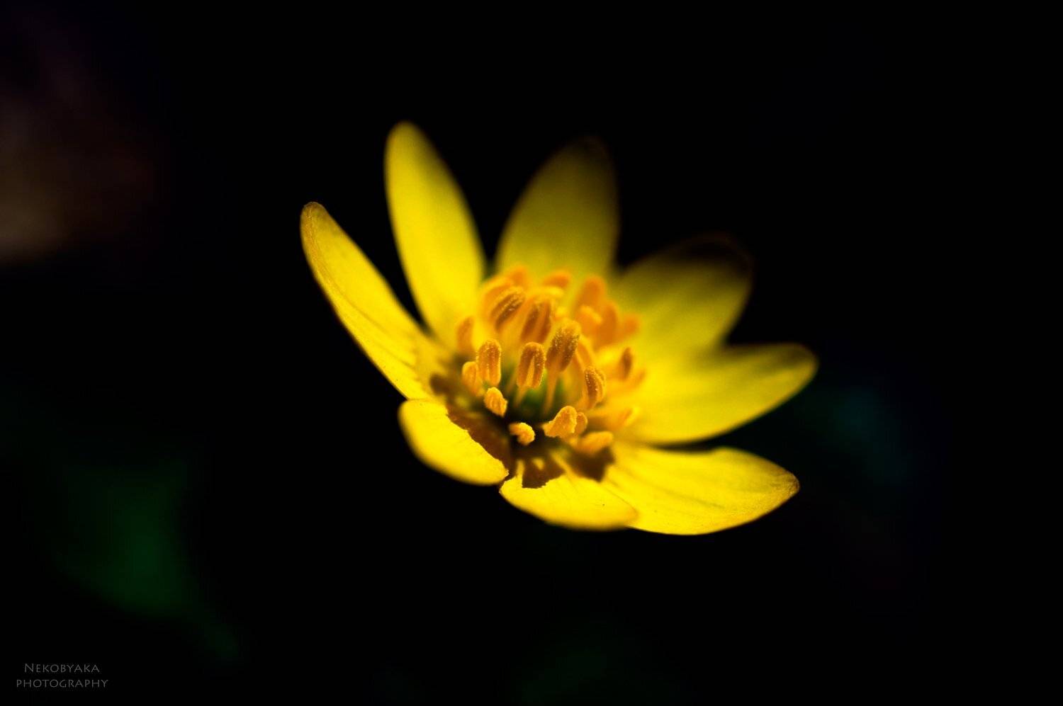 макро, цветок, macro, flower, Мамакова Анжелика