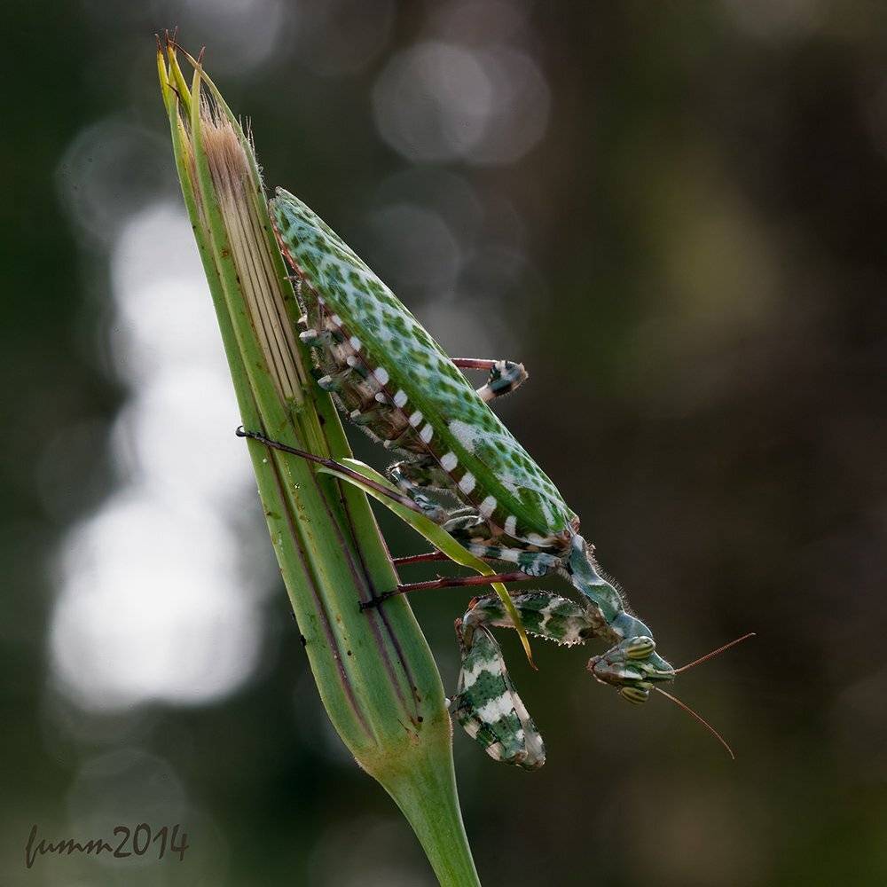 , Игорь ФУММ