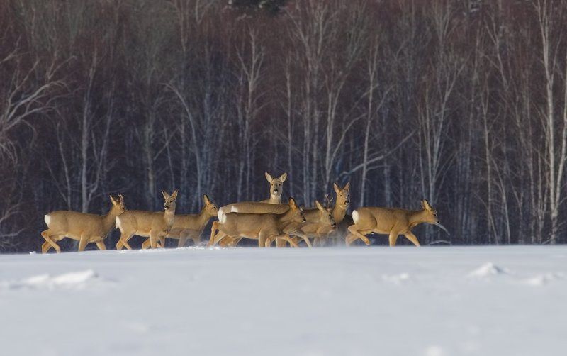 переход фото превью