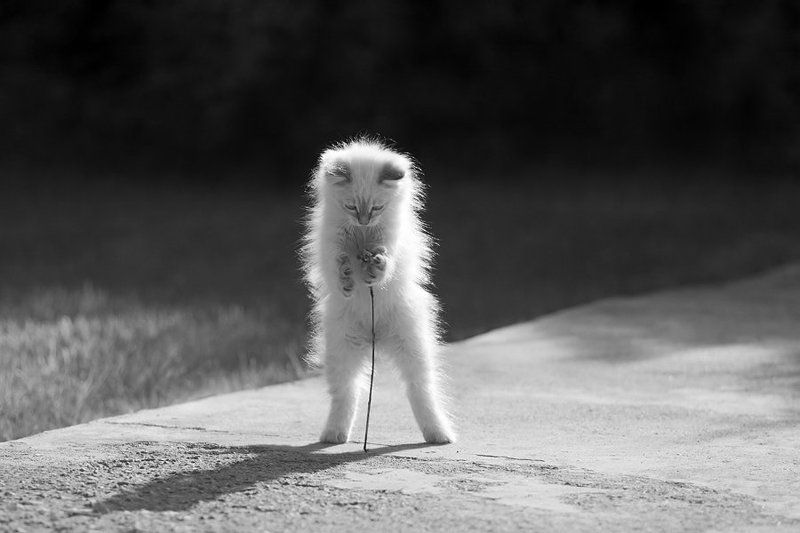кошки Про белую кошку-2 фото превью