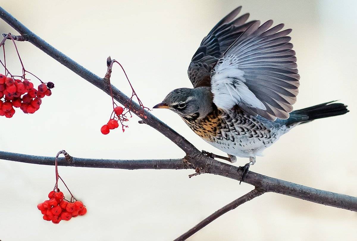 Дрозд, Наталья
