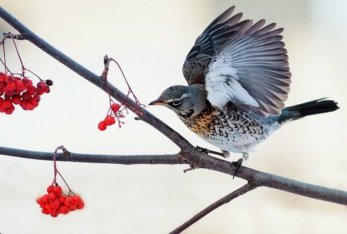 Преодолевая порывы ветра