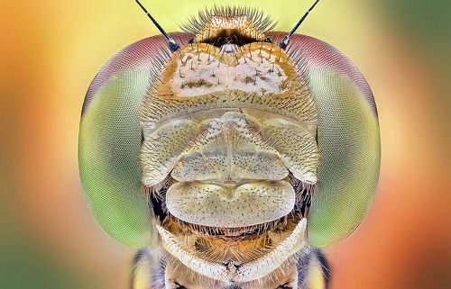 Dragonfly head