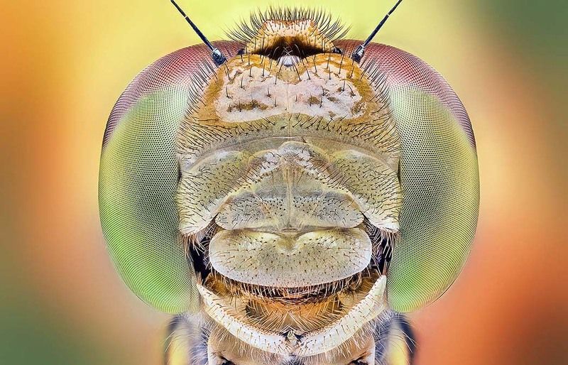Dragonfly, Fly, Macro Dragonfly head фото превью