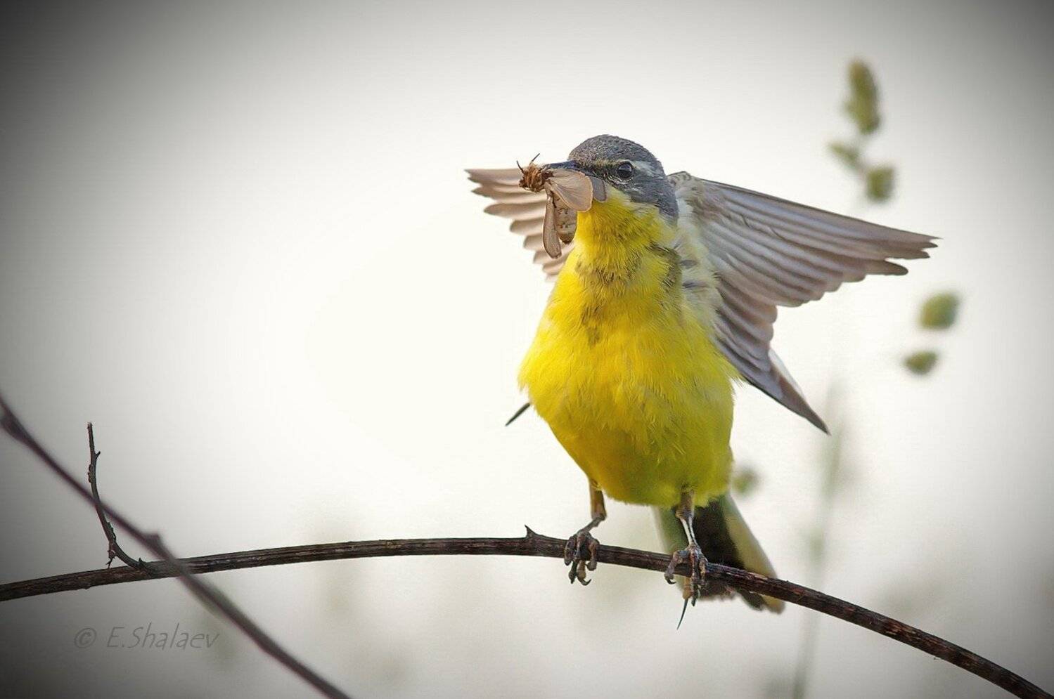 birds, motacilla flava, western yellow wagtail, жёлтая трясогузка, птица, птицы, трясогузка, фотоохота, Евгений