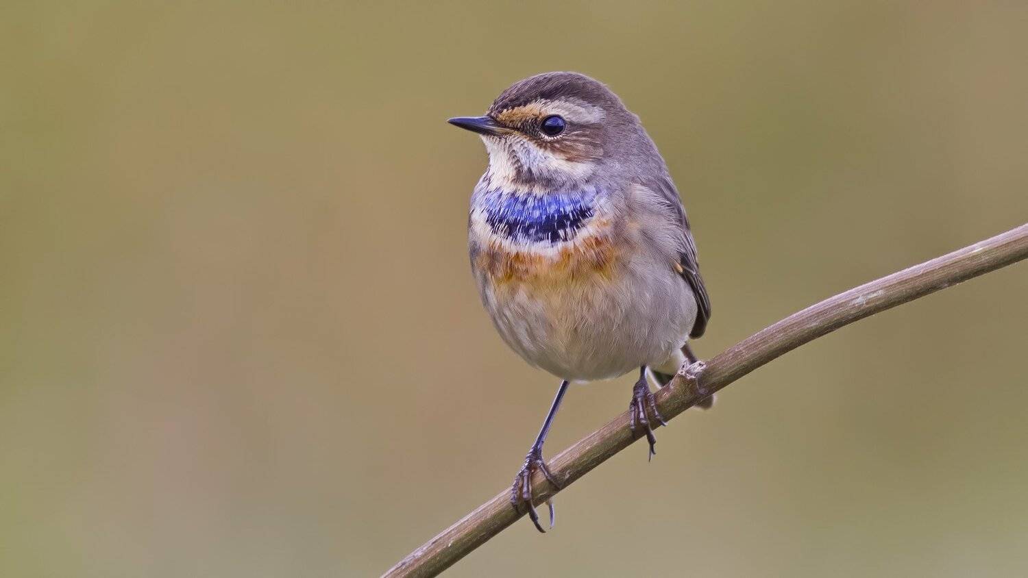 Варакушка, Ляпустин Юра