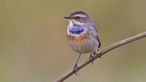 Bluethroat.