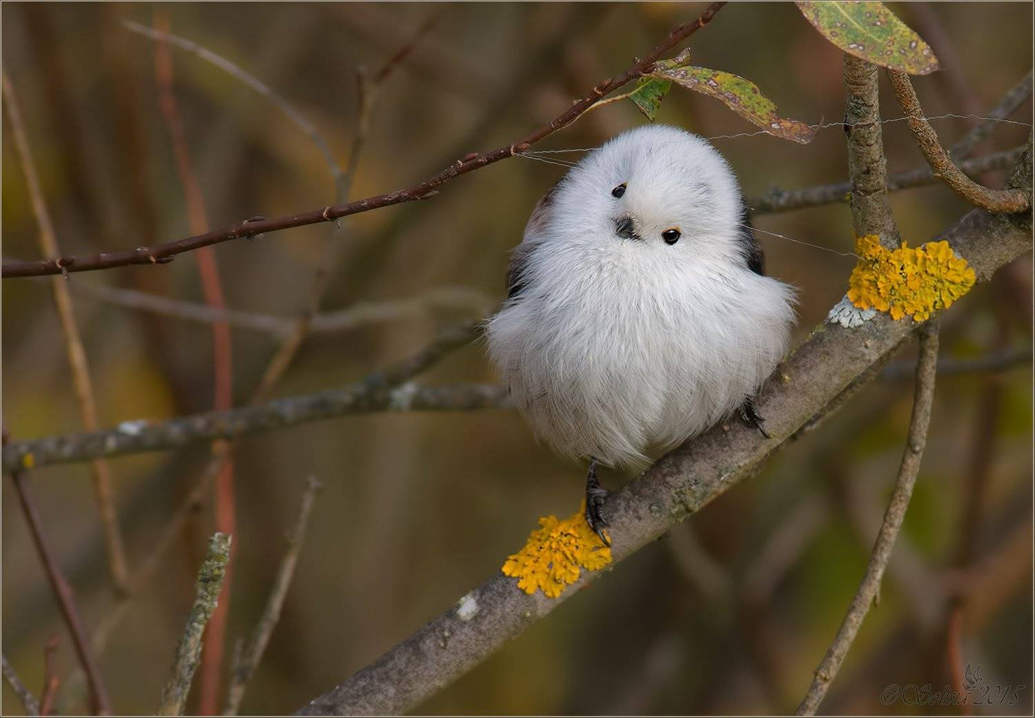 Aegithalos caudatus, Длиннохвостая синица, Ополовник, Подмосковье, природа, птицы, Солисия